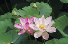 Lotus hydrolate