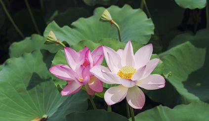 Lotus hydrolate