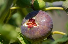 Fig seed oil / fig tree oil