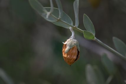 Jojobanuss am Ast des Jojobastrauchs mit Blättern