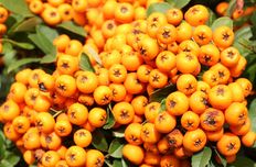 Seabuck thorn oil