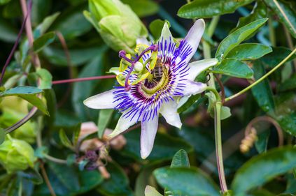 Passion flower extract