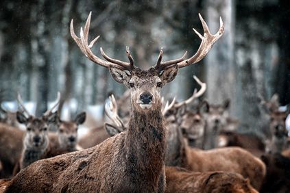 Deer suet