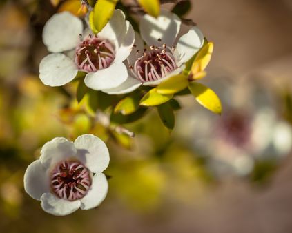 Manuka oil