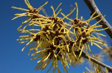 Witch hazel hydrolate