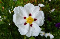 Cistus hydrolate