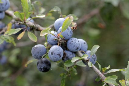 Blackthorn fruit extract