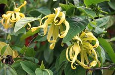 Ylang Ylang Öl / Canangaöl