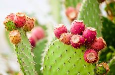 Prickly pear seed oil