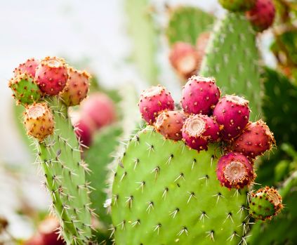 Prickly pear seed oil