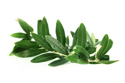 Olive leaf powder