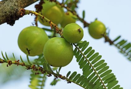 Amlaöl in Sonnenblumenöl