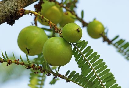 Amla oil in sunflower oil