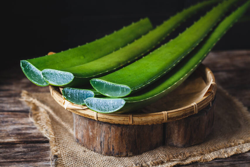 aloe vera erde kaufen Aloe Vera kaufen – Mein schöner Garten Shop