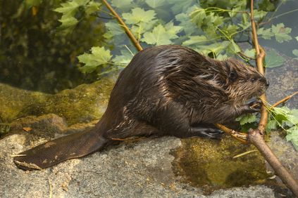 Castoreum / Biebergeil