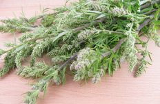 Mugwort oil