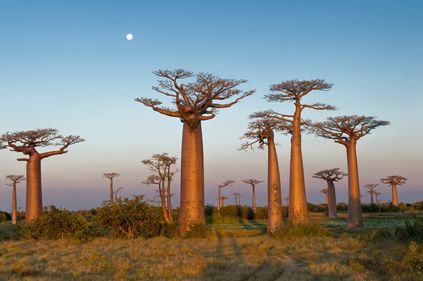 Baobab-Fruchtpulver
