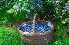 Blaubeeröl