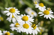 Camomile