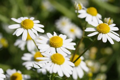 Chamomile hydrolate