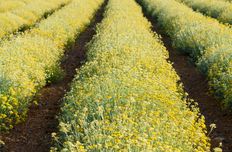 Strohblumenöl / Helichrysum Öl