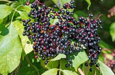 Elderberry seed oil