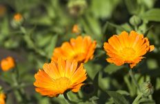 Calendula blossom extract