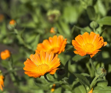 Calendula blossom extract