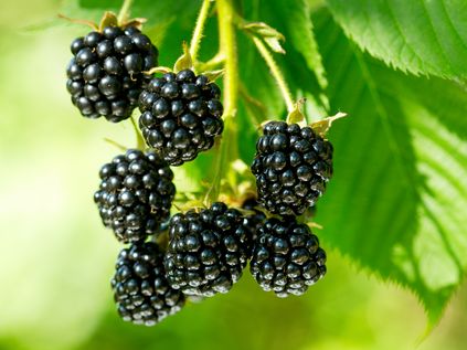 Blackberry oil