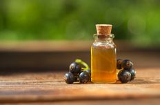 Currant seed oil