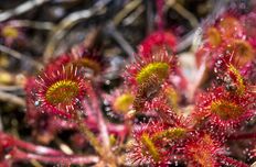 Sundew extract