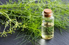 Fennel oil