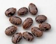 Rizinussamen Castor oil