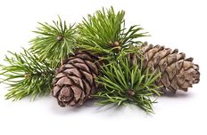 Pine needle oil