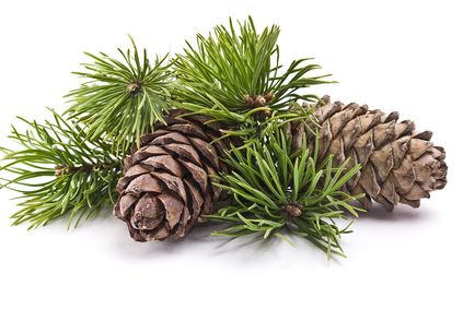 Pine needle oil