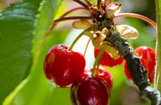 Cherry seed press cake