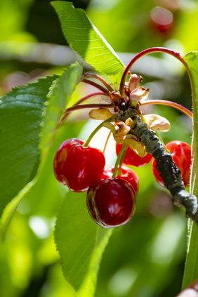 Cherry seed press cake
