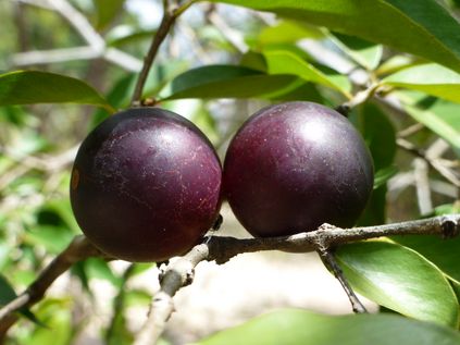 Camu Camu Pulver