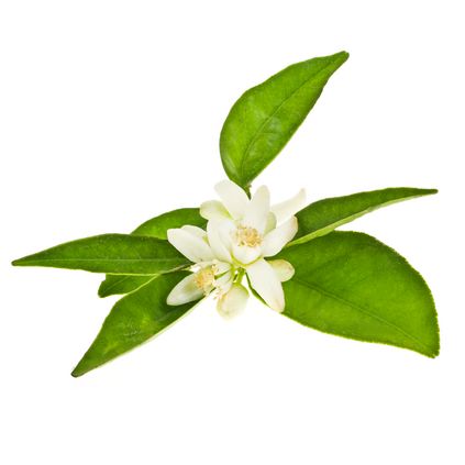 Neroli oil