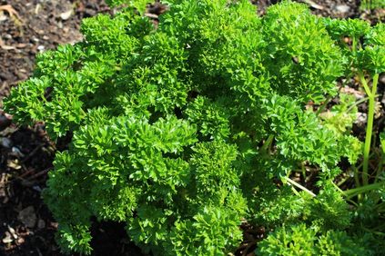 Parsley oil