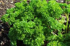 Parsley root extract