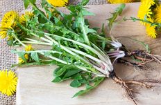 Dandelion root extract